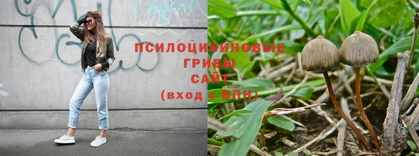 крисы Абаза