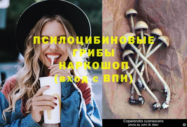 крисы Абаза